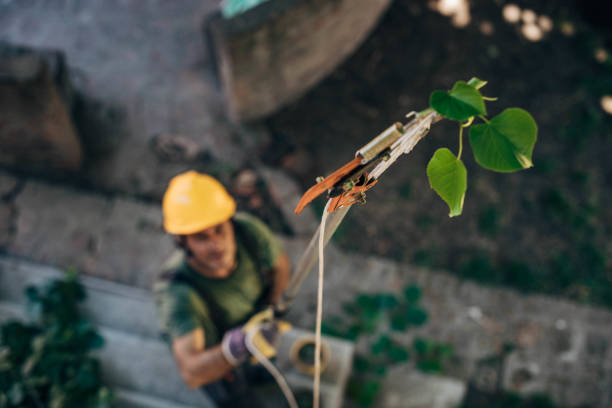 Best Tree Removal Near Me  in Lakewood, WA